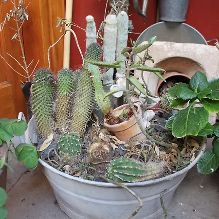 Rural Fonda De La Tea The Location And The Views Konukevi